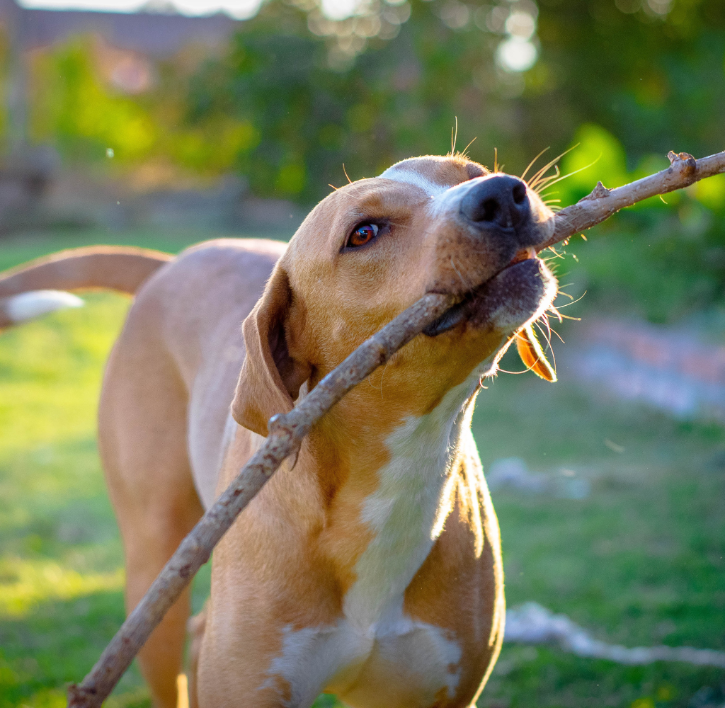 Saiba como o suplemento animal ajuda a evitar doenças hepáticas