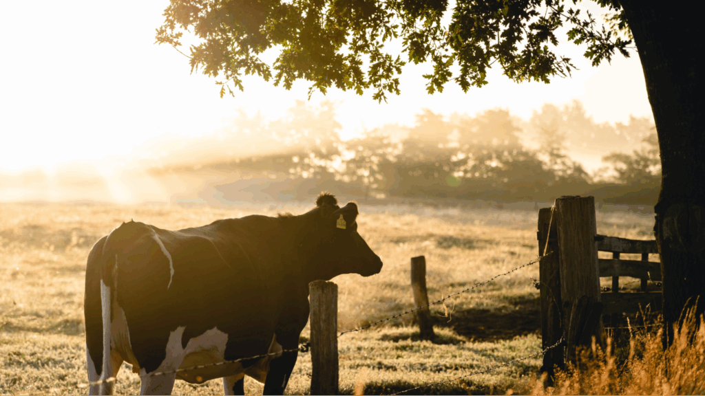 vaca na fazendo ao pôr do sol