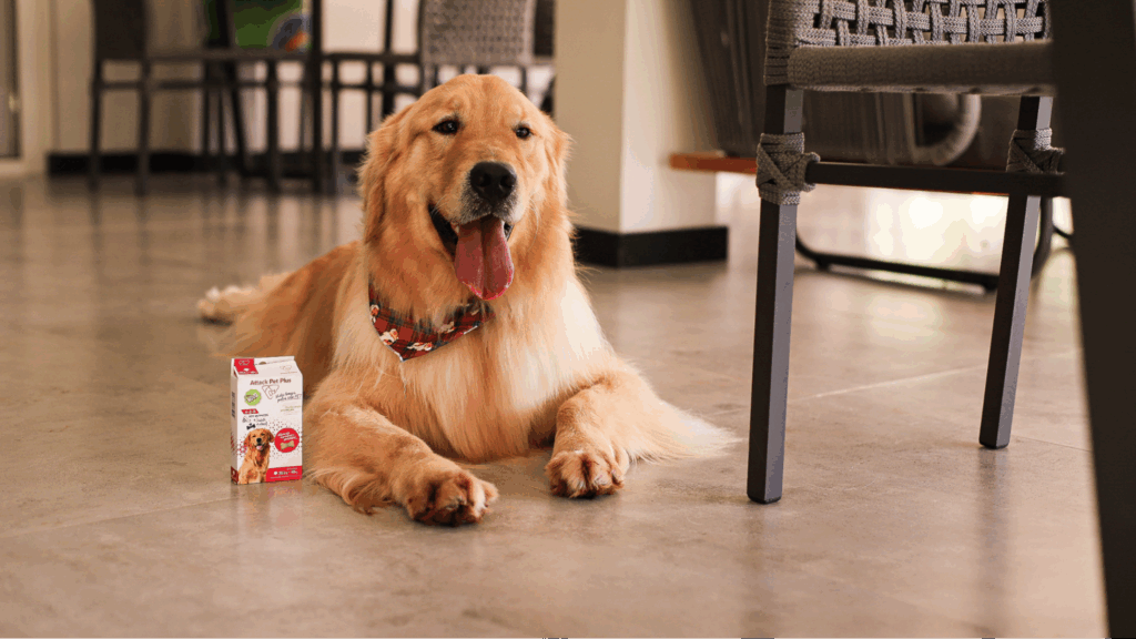 cachorro ao lado do suplemento para pet 