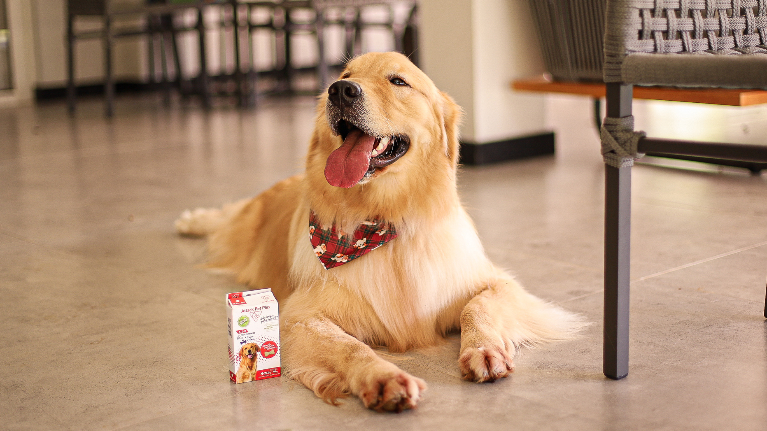 Entenda como um suplemento pode ajudar a evitar a queda de pelo em cachorro
