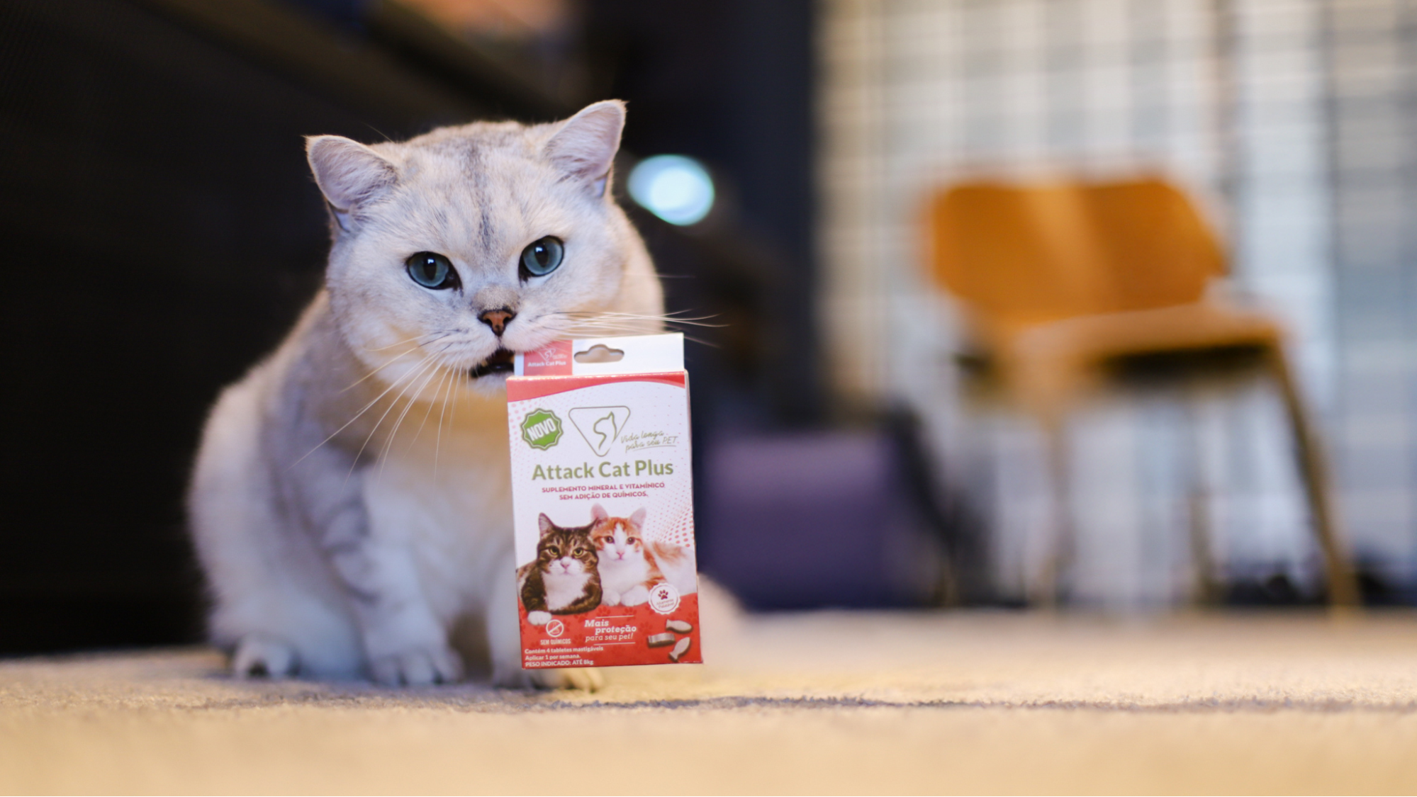 Vitamina para gatos: Seu felino está apático? A culpa é a falta dela!