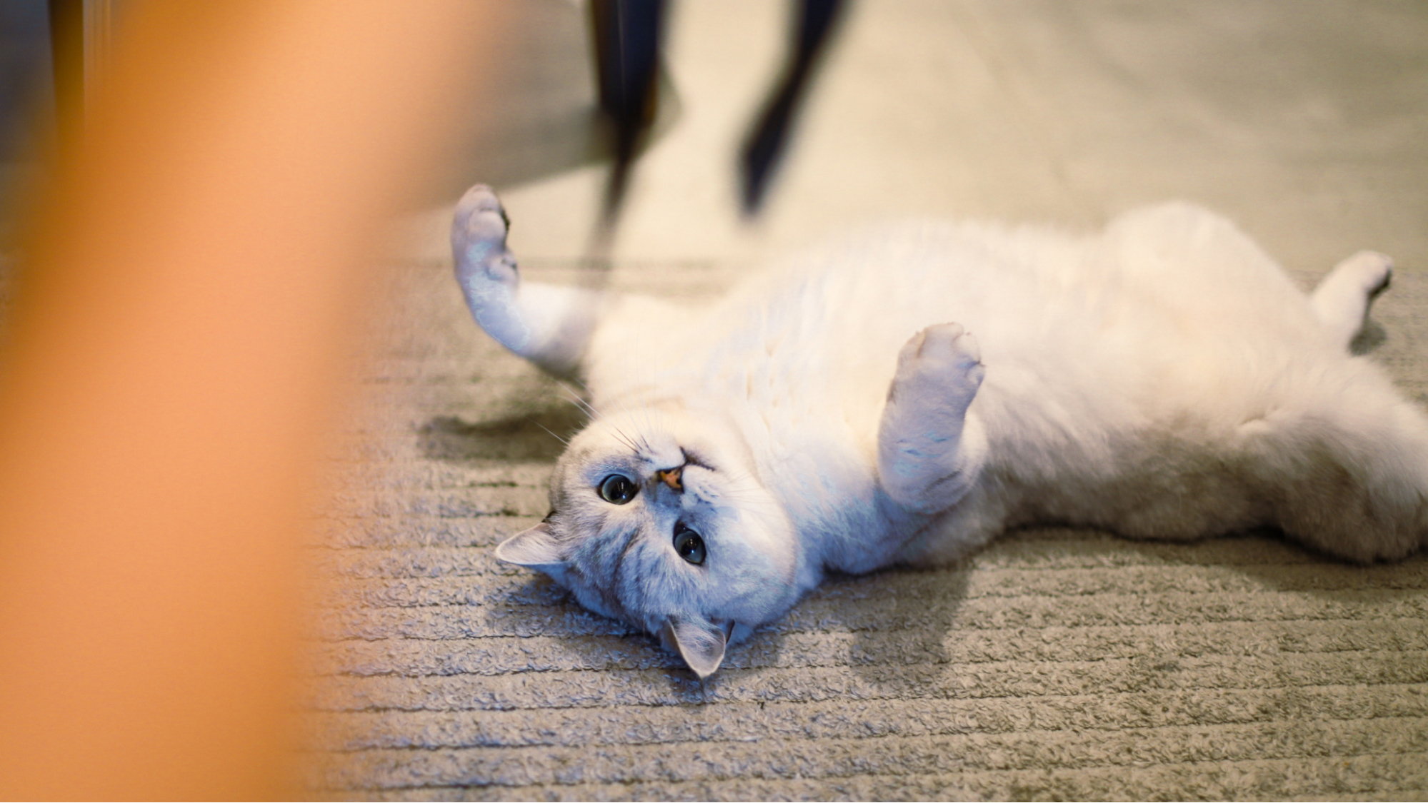 Cuidados essenciais com saúde de gatos