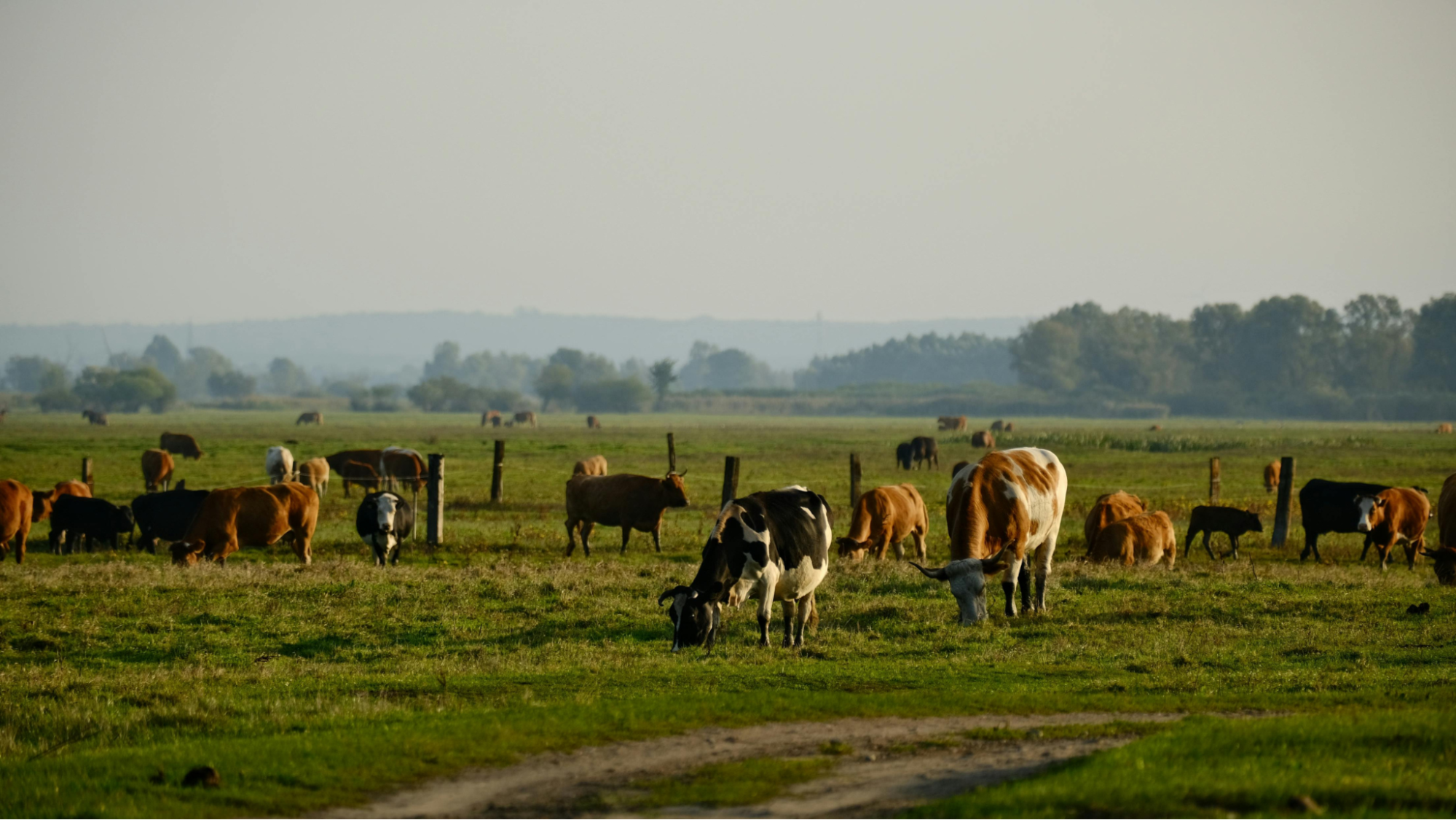 Suplementação mineral pecuária leiteira no verão: como manter desempenho e saúde