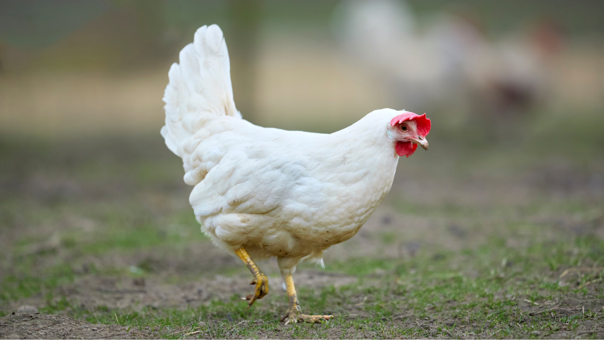 Vermífugo para aves: o problema que ninguém percebe